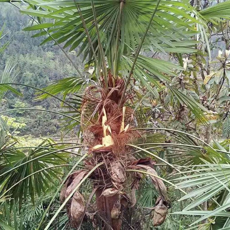 棕榈树粽花棕花籽棕包