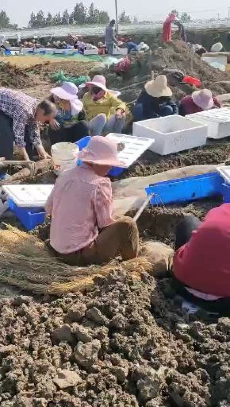 宽体金线蛭苗蚂蟥！提供养殖技术！成品签订包收购同