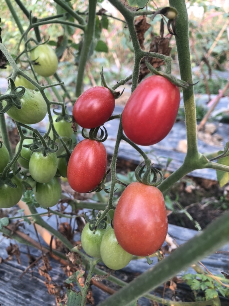 精品圣女果小番茄广州增城种植基地直供一级果