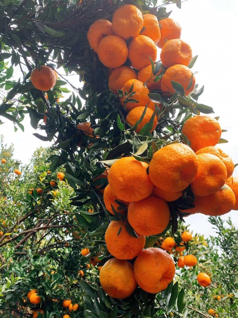 丽江晚芦晚熟椪柑火红脆甜的柑橘水果货源充足