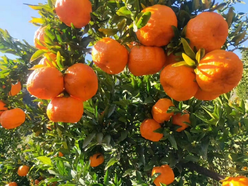丽江晚芦晚熟椪柑火红脆甜的柑橘水果货源充足