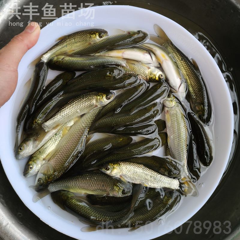 渔场直销草鱼苗、中山杂交草鱼苗、鲩鱼苗大鱼苗特种鱼苗