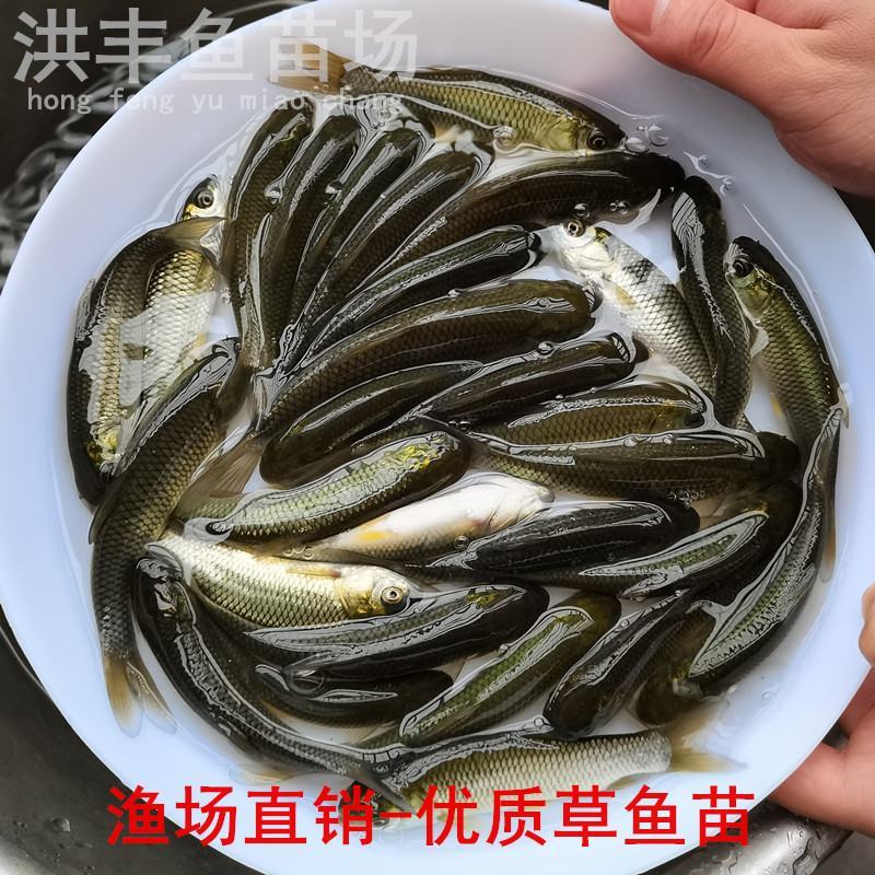 渔场直销草鱼苗、中山杂交草鱼苗、鲩鱼苗大鱼苗特种鱼苗