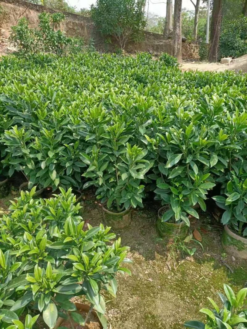 非洲茉莉、灰莉、灰莉木