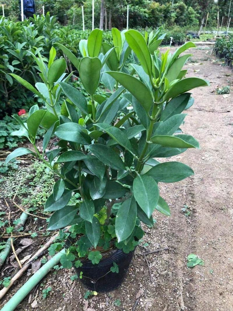 非洲茉莉、灰莉、灰莉木