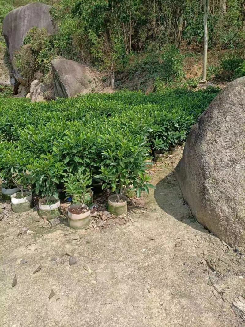 非洲茉莉、灰莉、灰莉木