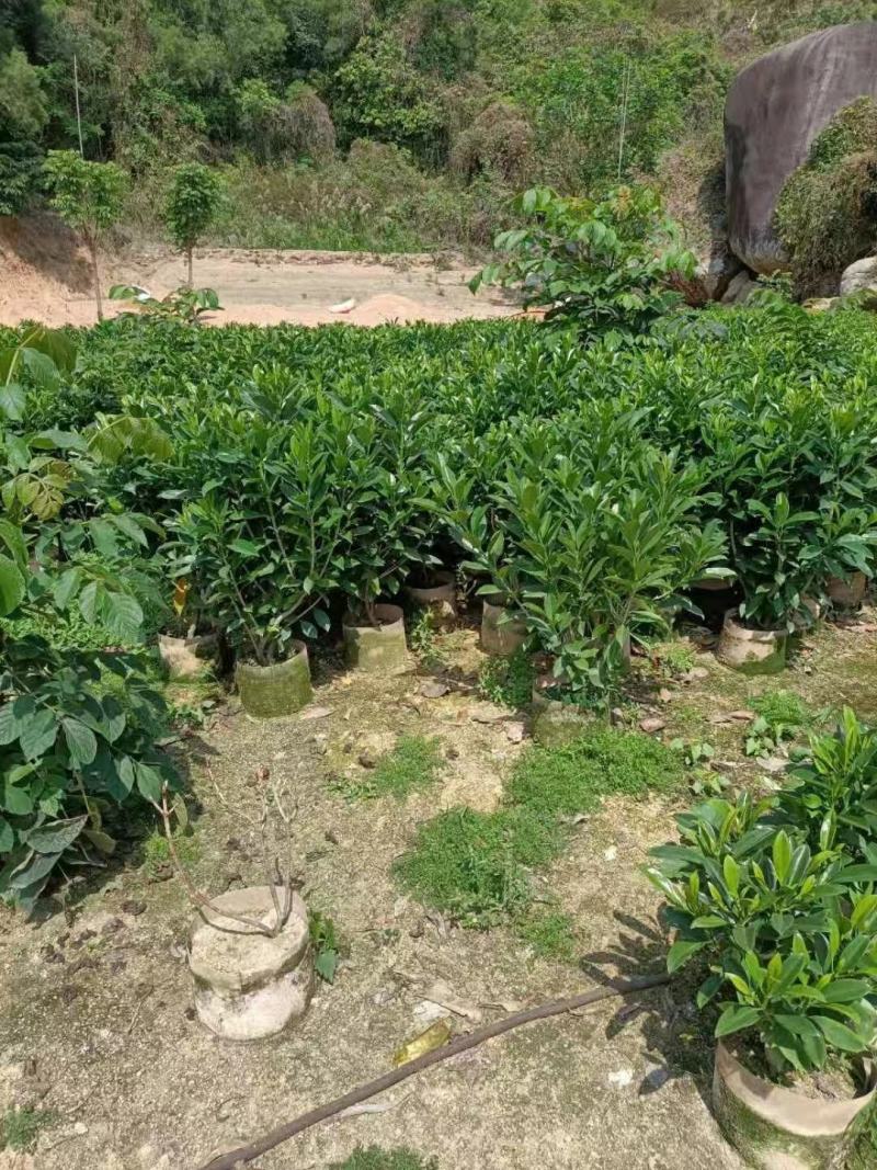 非洲茉莉、灰莉、灰莉木