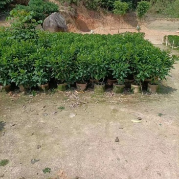 非洲茉莉、灰莉、灰莉木