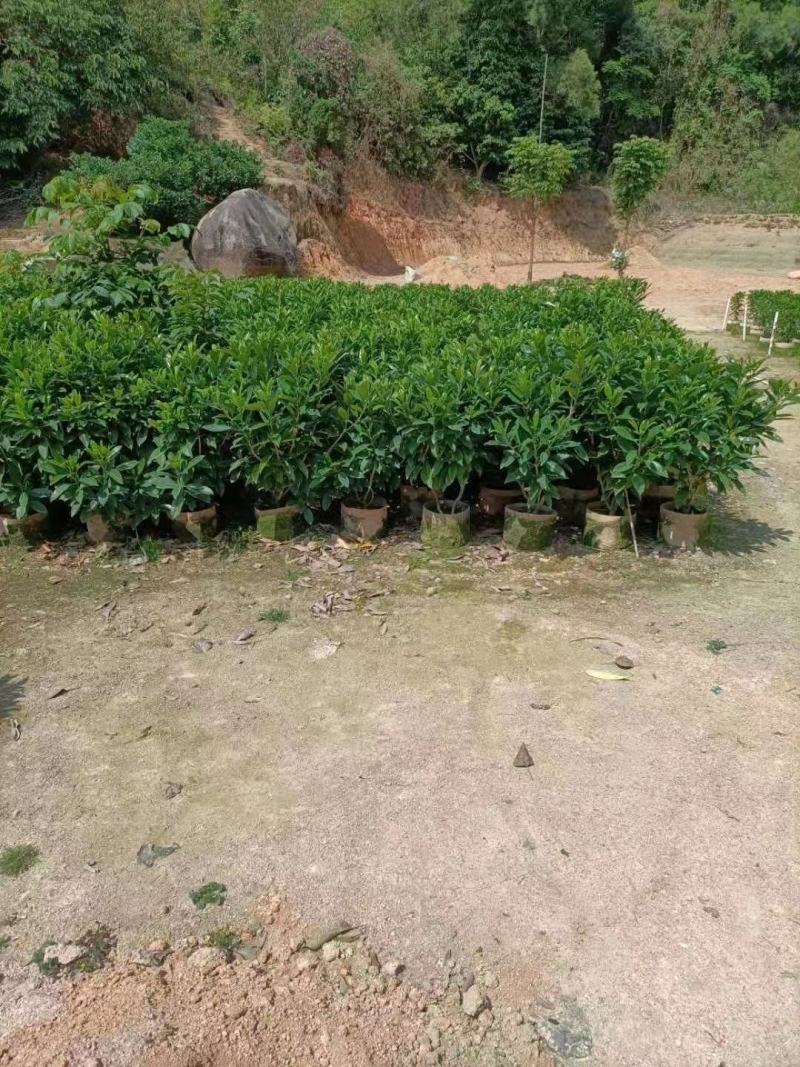 非洲茉莉、灰莉、灰莉木