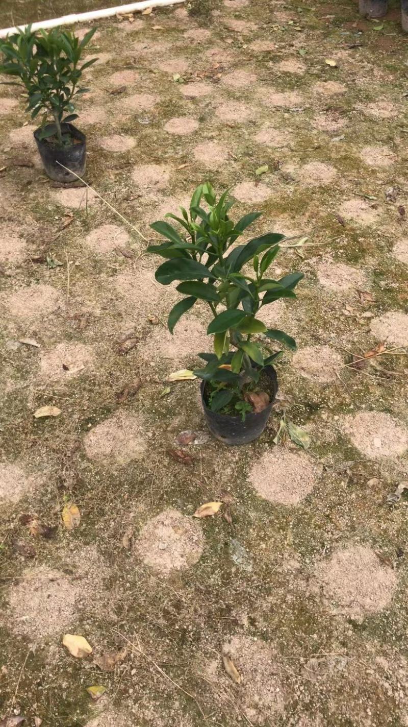 非洲茉莉、灰莉、灰莉木