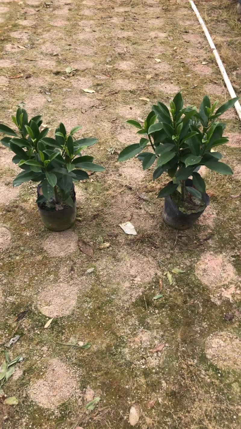 非洲茉莉、灰莉、灰莉木