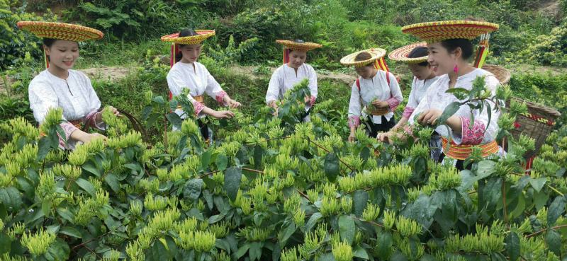 湘蕾5号花王金银花苗（带营养杯扦插苗，顺丰包邮）