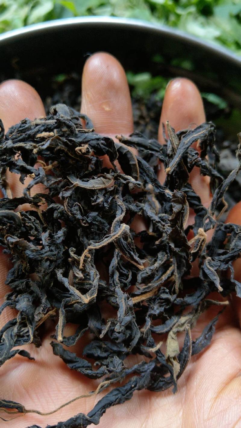 炒制青钱柳茶老树青钱柳叶