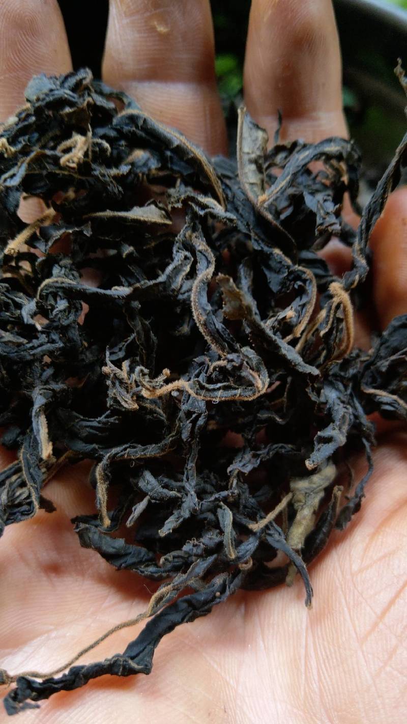 炒制青钱柳茶老树青钱柳叶