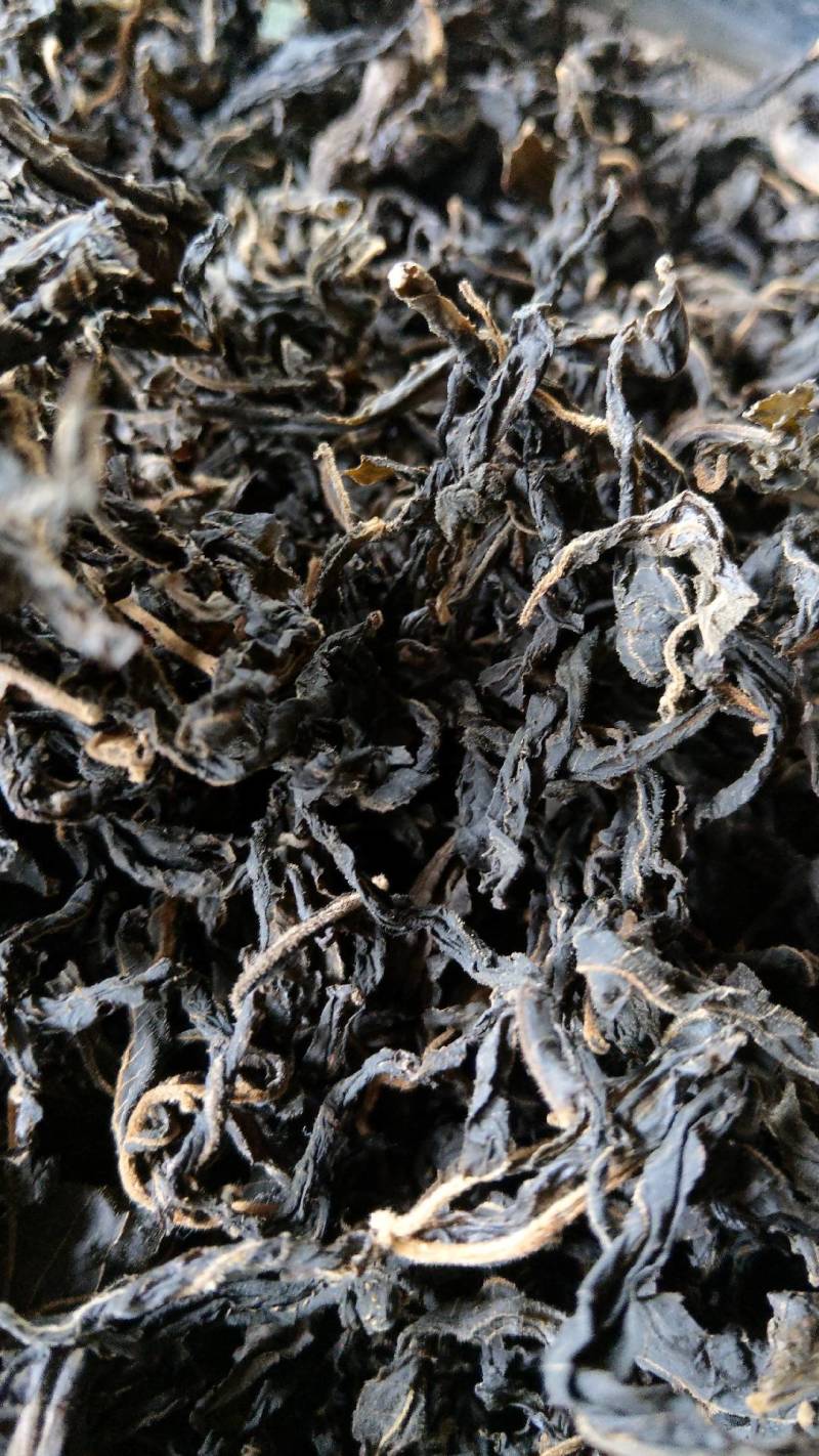 炒制青钱柳茶老树青钱柳叶