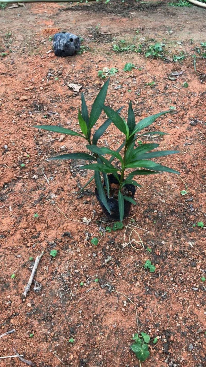 翠芦莉莉、蓝花草、翠芦草