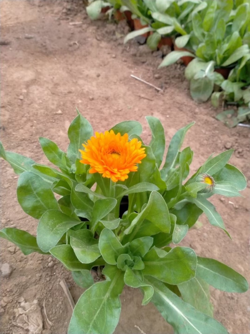 精品宿根福禄考（多年生直立型花卉）基地直销可视频看货