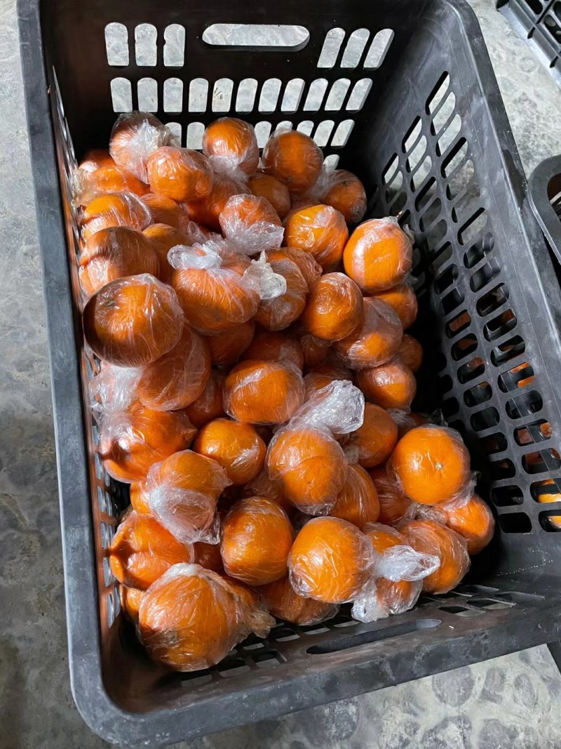 湘西高山碰柑口感纯甜皮毛干净