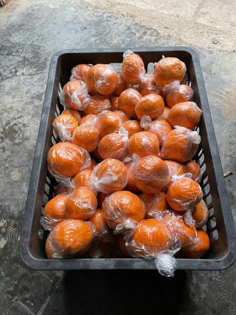 湘西高山碰柑口感纯甜皮毛干净