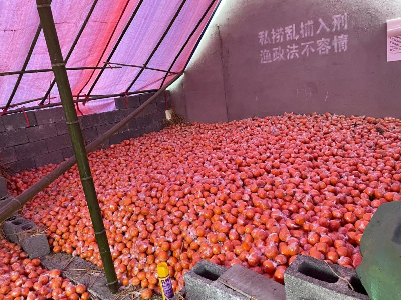 湘西高山碰柑口感纯甜皮毛干净