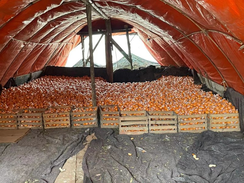 湘西高山碰柑口感纯甜皮毛干净