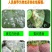 江苏剑牌15三唑酮粉剂粉锈宁小麦白粉病锈病玉米黑穗病