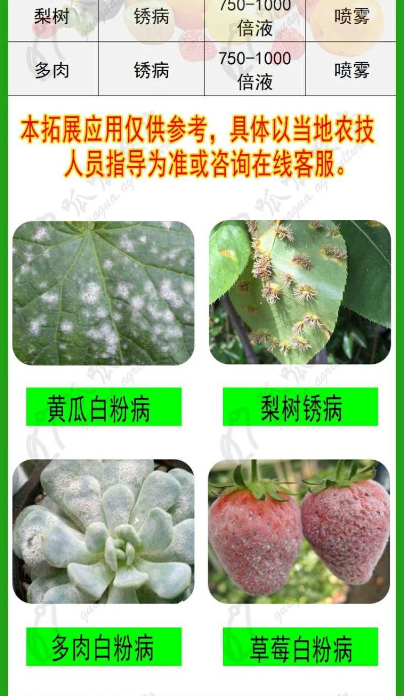 江苏剑牌15三唑酮粉剂粉锈宁小麦白粉病锈病玉米黑穗病