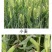 江苏剑牌15三唑酮粉剂粉锈宁小麦白粉病锈病玉米黑穗病