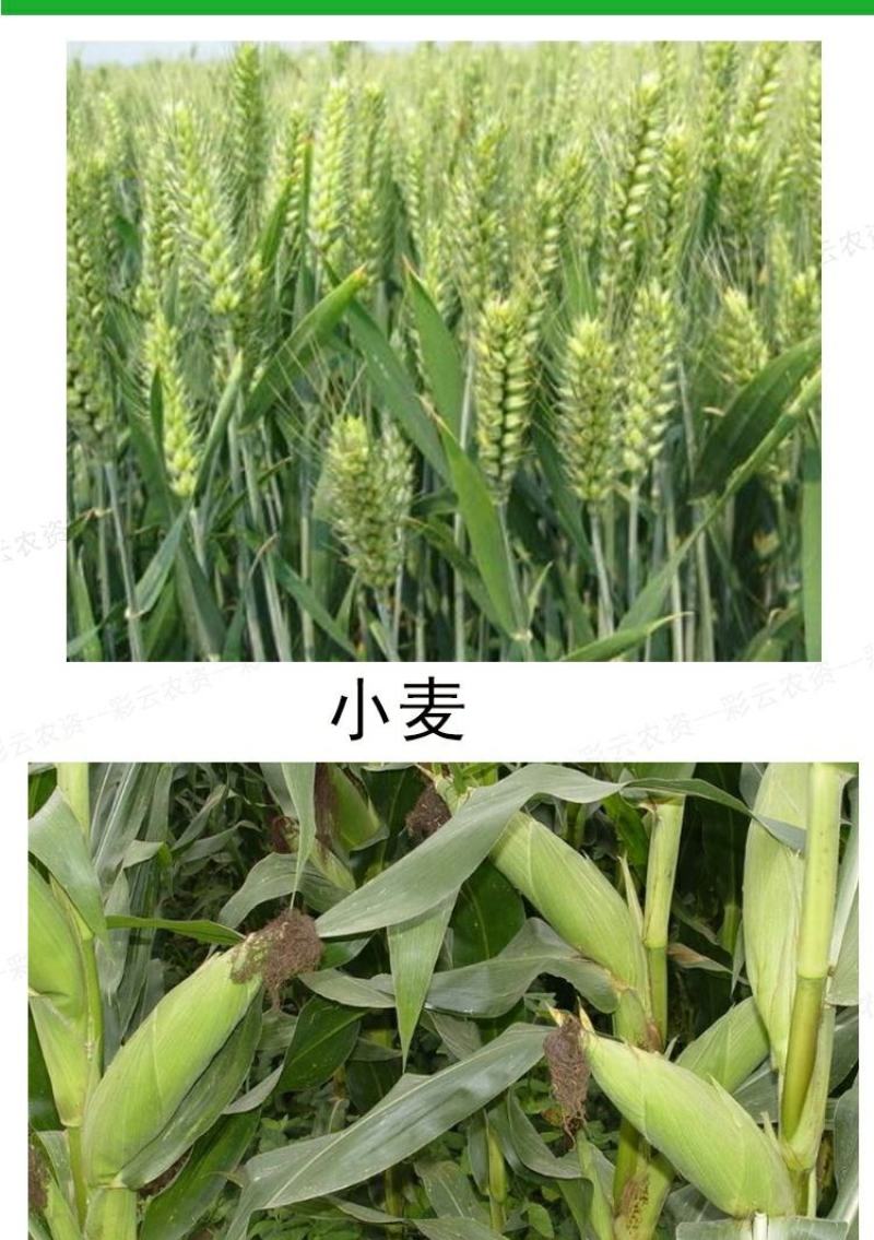 江苏剑牌15三唑酮粉剂粉锈宁小麦白粉病锈病玉米黑穗病