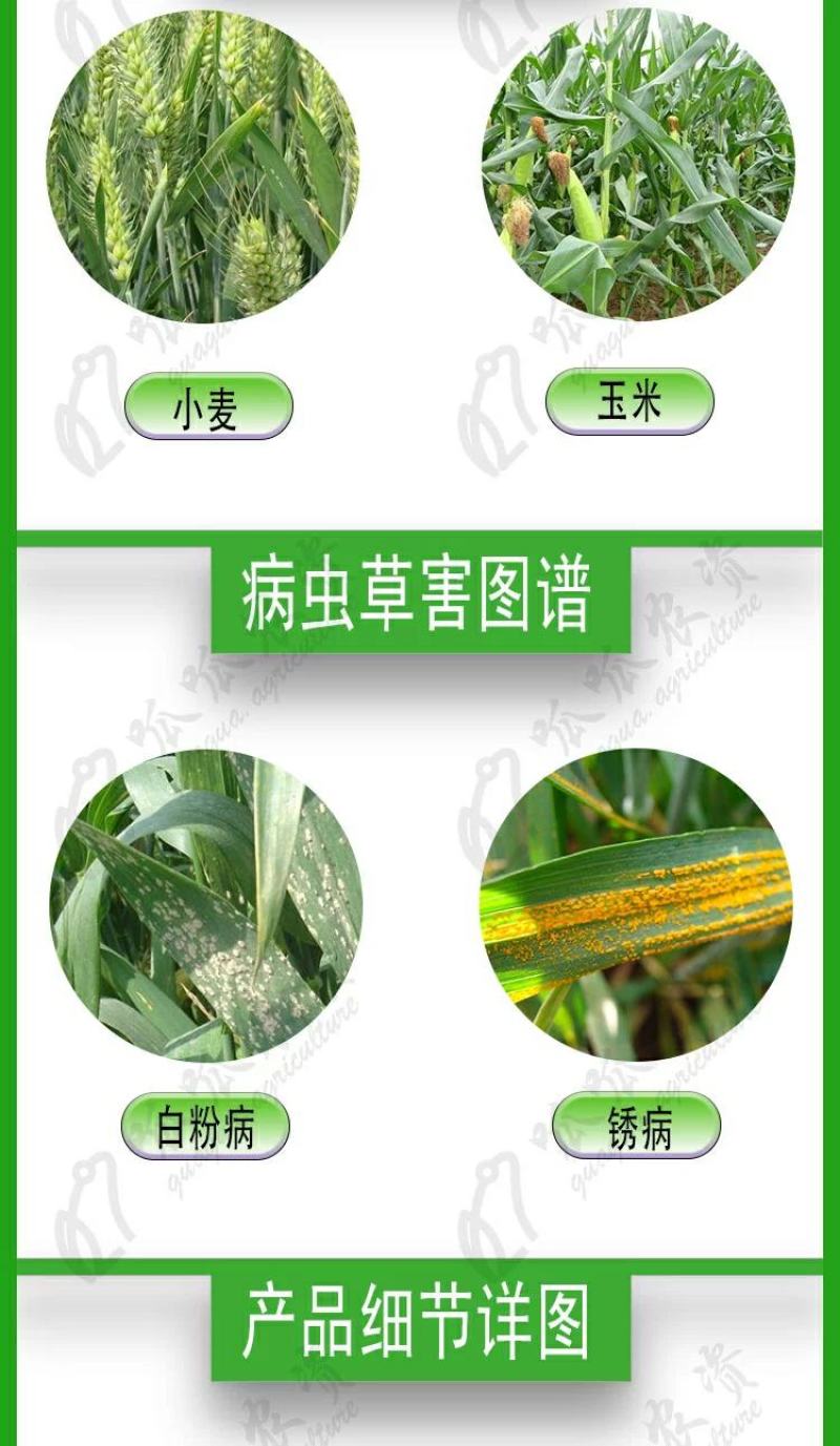 江苏剑牌15三唑酮粉剂粉锈宁小麦白粉病锈病玉米黑穗病