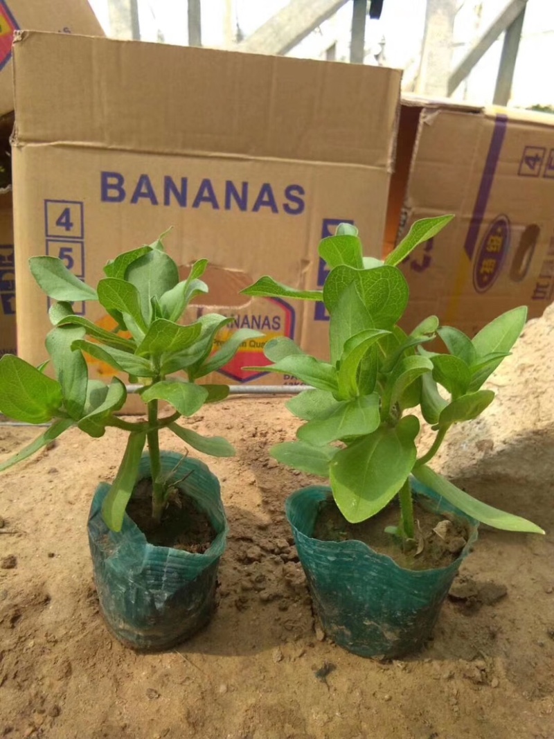 精品百日草（双色盆红色，黄色）多品种产地直销