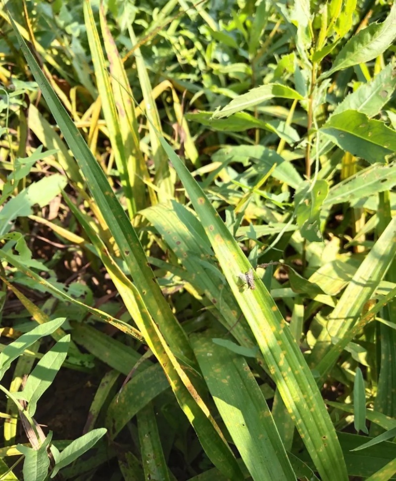 白芨种子纯紫花三叉芽率95可货到付款包邮