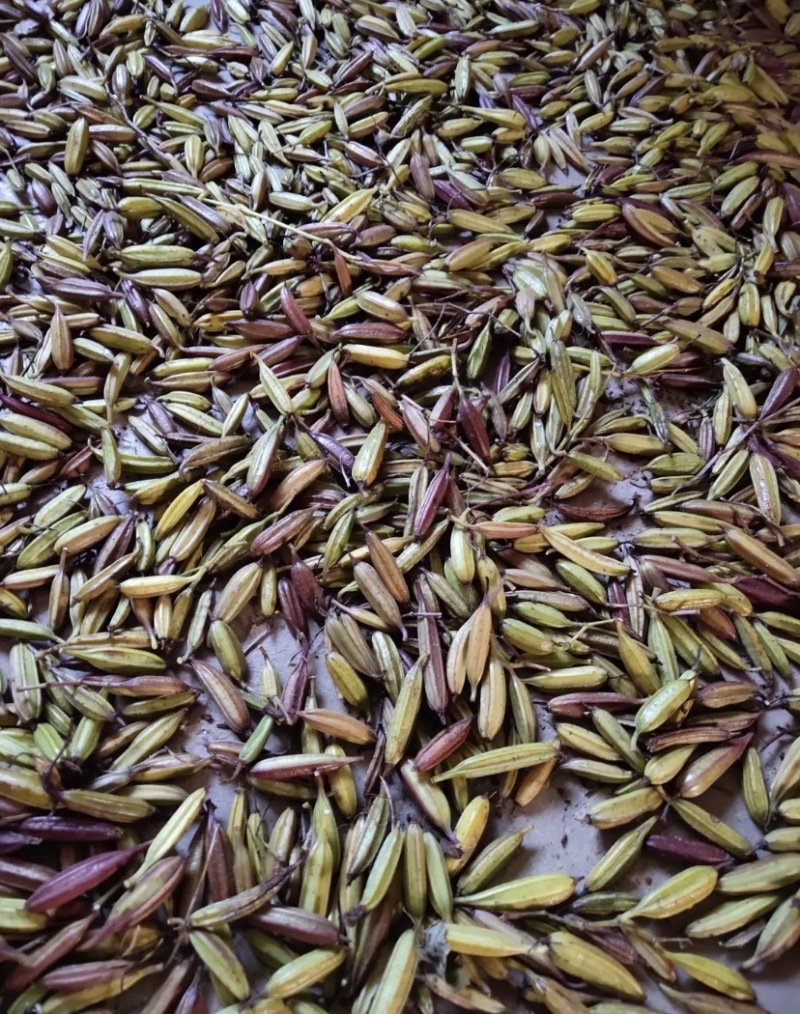白芨种子纯紫花三叉芽率95可货到付款包邮