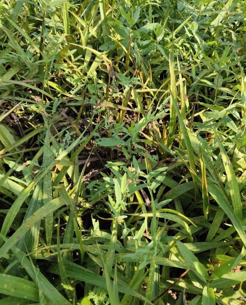 白芨种子纯紫花三叉芽率95可货到付款包邮