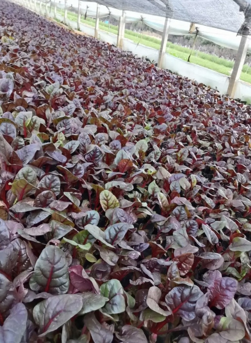 精品红叶菠菜（红叶甜菜）抗冻型草花基地直销货源充足
