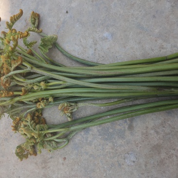 云南红河泸西野生龙爪菜蕨菜