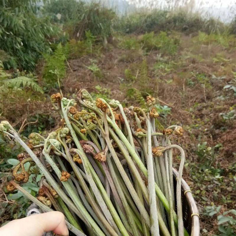 野生盐渍蕨菜蕨菜干量大包邮