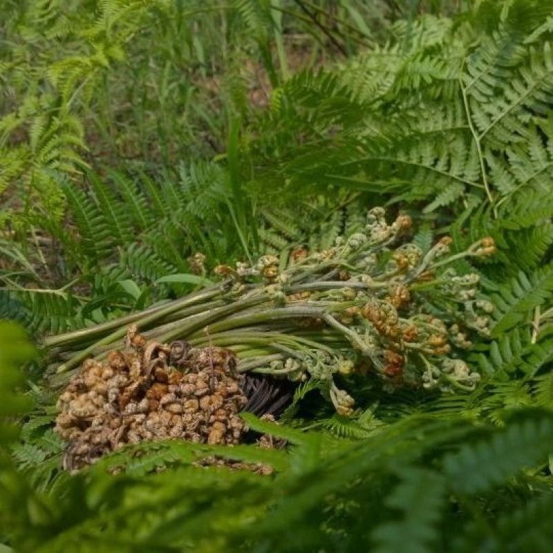 野生盐渍蕨菜蕨菜干量大包邮