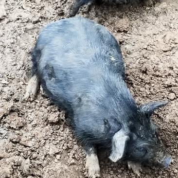 桂林兴安漠川高山放养藏香猪种猪丶黑猪小猪仔常年出售