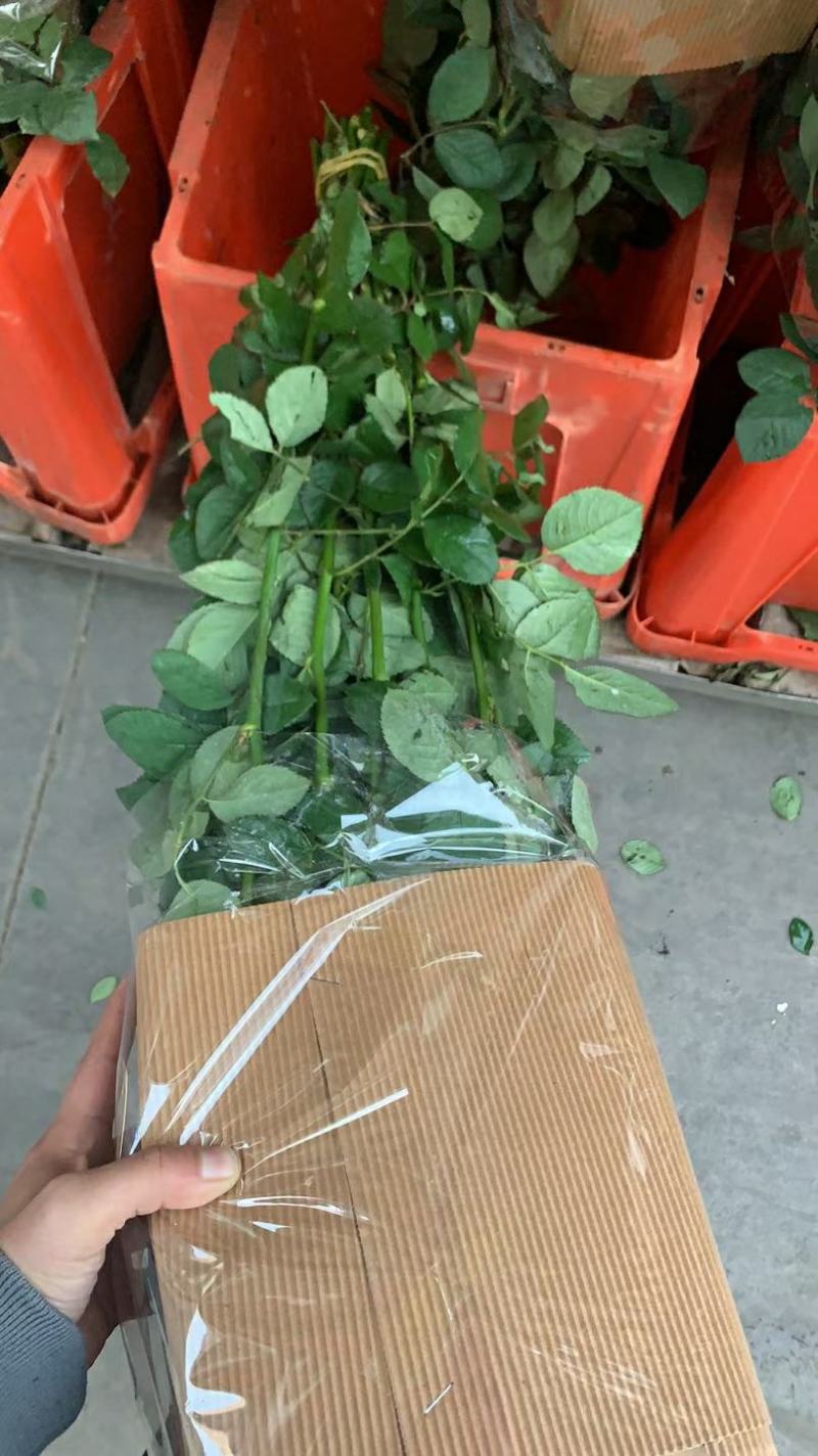香槟玫瑰鲜切花云南基地直发批发支持一件代发社区团购落地配