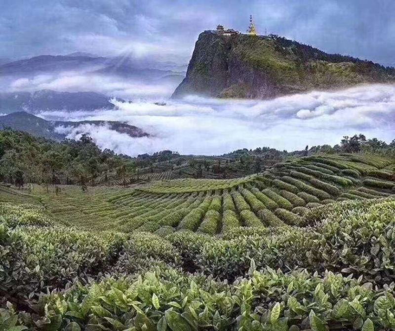 清明前峨眉山高山绿茶