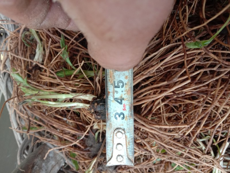 原产地北硃砂点苍术种苗是硃砂点苍术种苗请认准产地看清硃砂