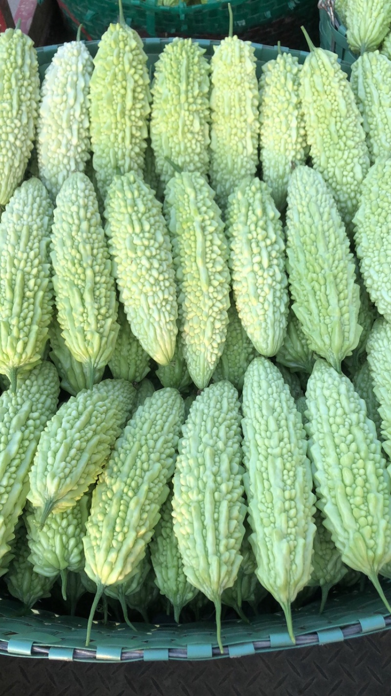 产地新苗白玉珍珠苦瓜大量上市
