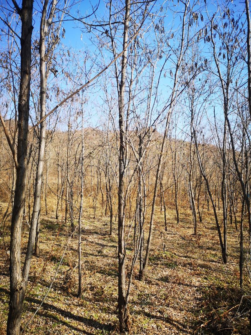出售6公分刺槐圃地货！沈阳本溪锦州抚顺货源