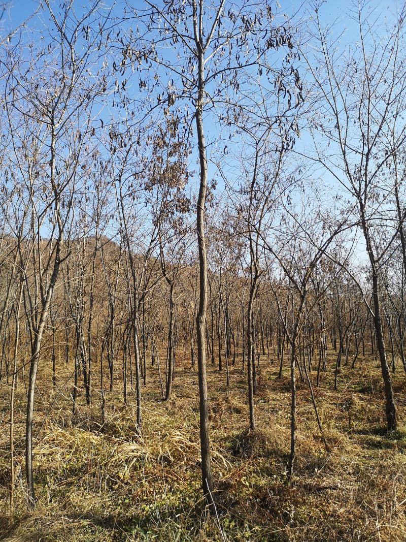 出售6公分刺槐圃地货！沈阳本溪锦州抚顺货源