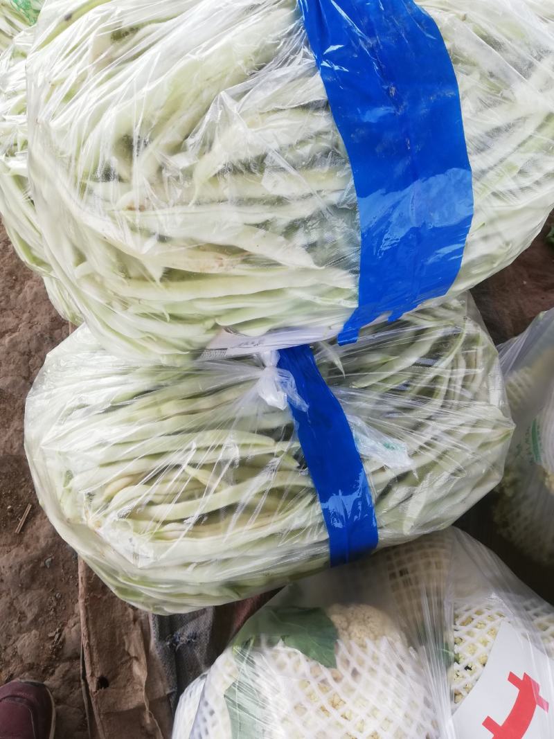 基地白不老豆角已经开始大量上市，质量好，欢迎选购