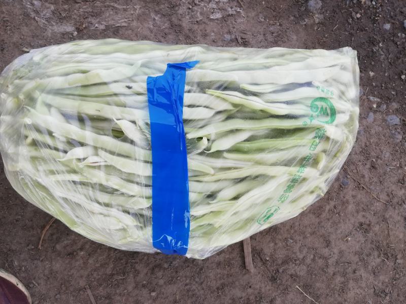 基地白不老豆角已经开始大量上市，质量好，欢迎选购