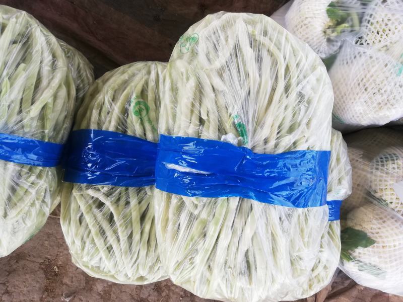 基地白不老豆角已经开始大量上市，质量好，欢迎选购