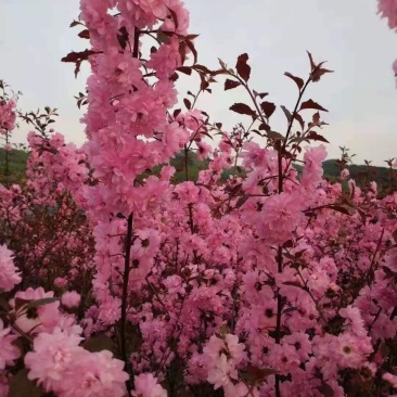 红叶榆叶梅榆叶梅小苗绿叶榆叶梅彩叶树可视频看货