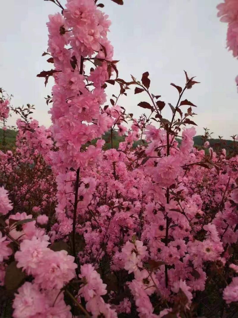 红叶榆叶梅榆叶梅小苗绿叶榆叶梅彩叶树可视频看货